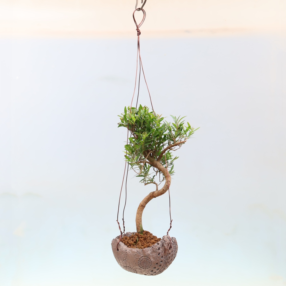 Kokedama kerámiában -Syzygium - Pimento fa