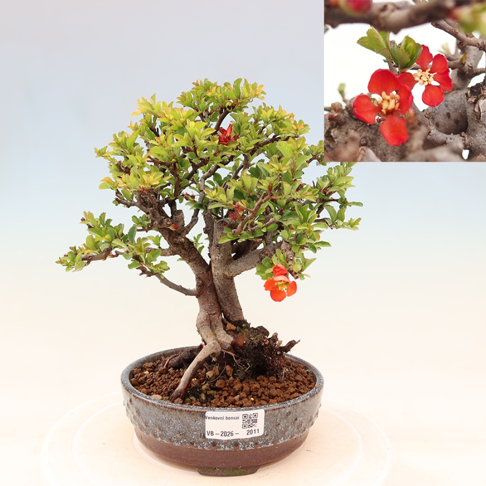 Kültéri bonsai - Chaneomeles speciosa Chojubai