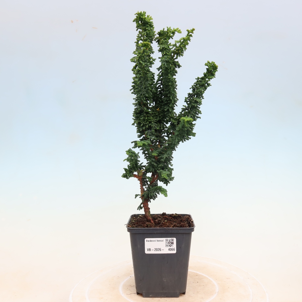 Kültéri bonsai - Cham. obtusa SEKKA HINOKI - Cifra ciprus