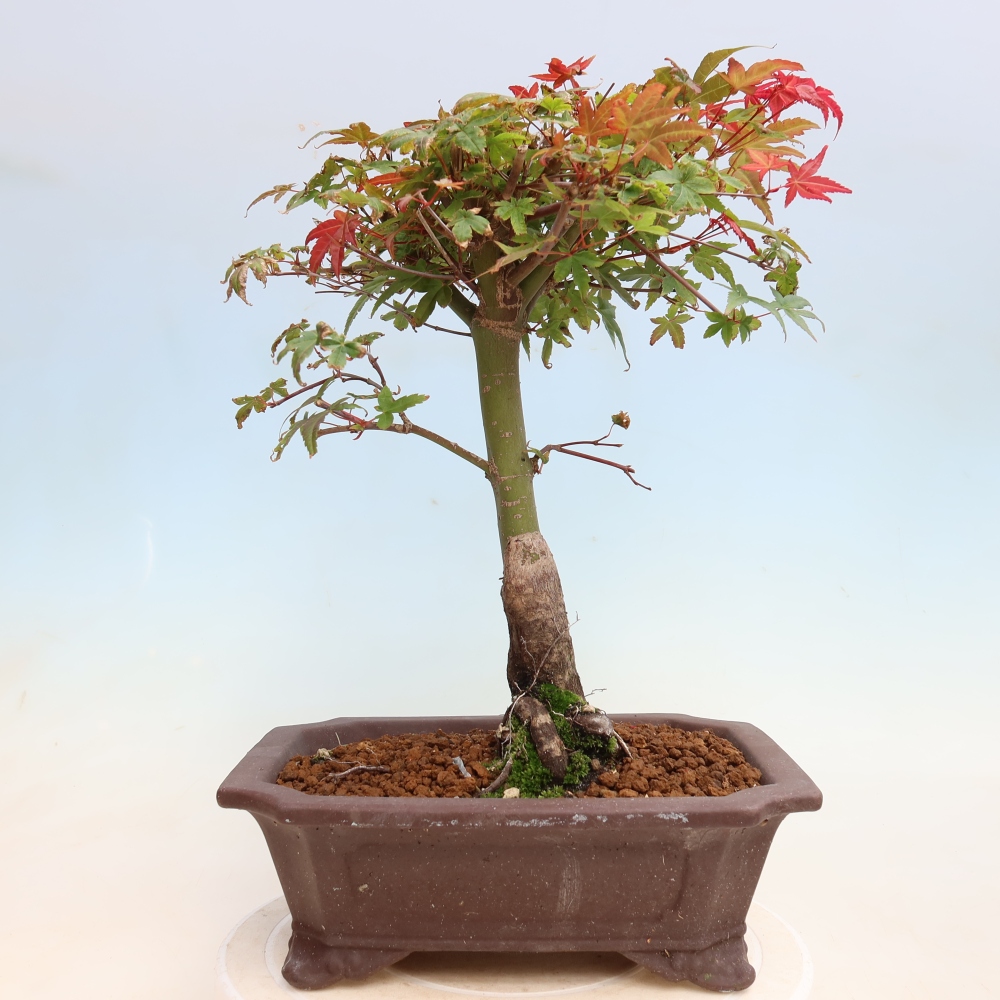 Kültéri bonsai - Acer palmatum DESHOJO