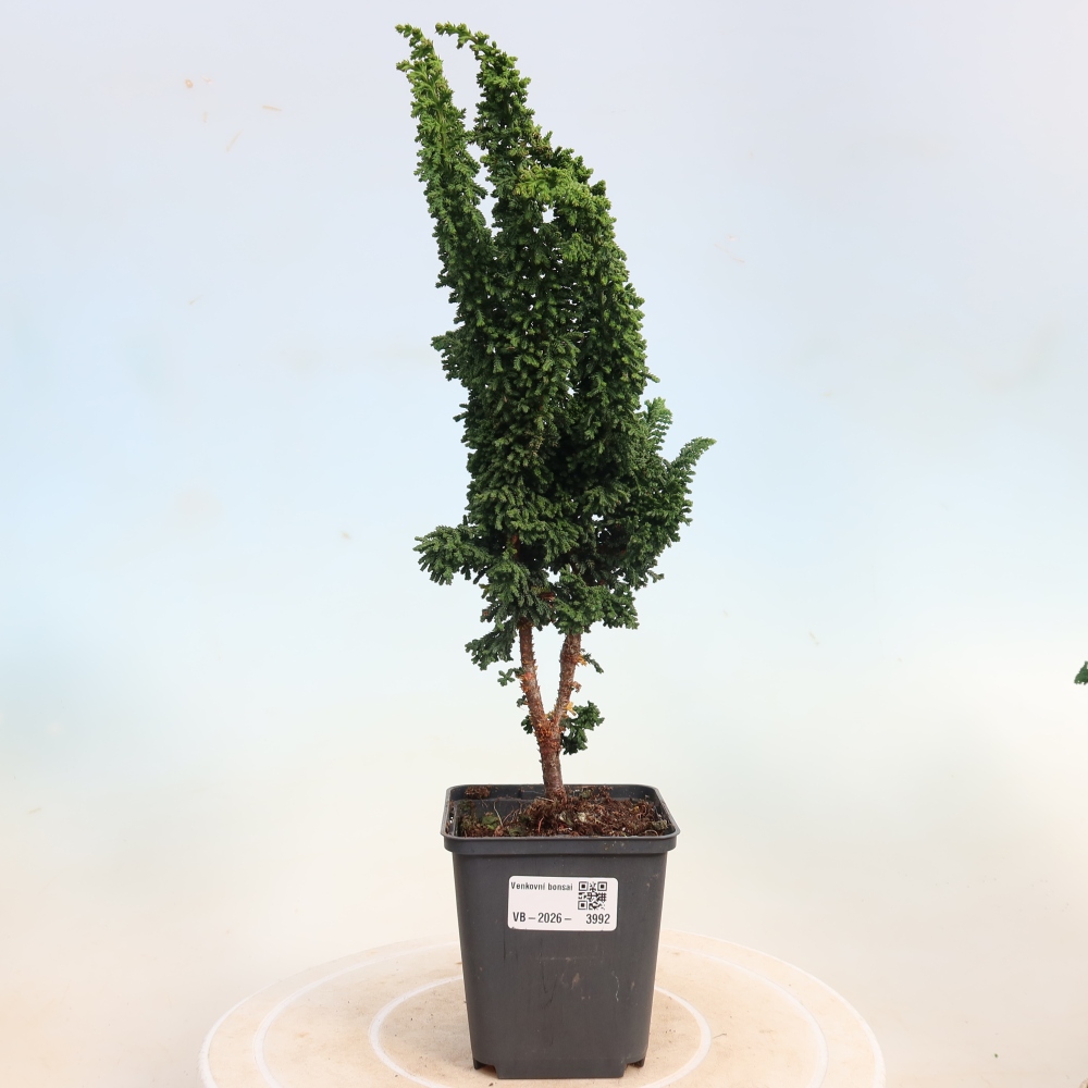 Kültéri bonsai - Cham. obtusa SEKKA HINOKI - Cifra ciprus