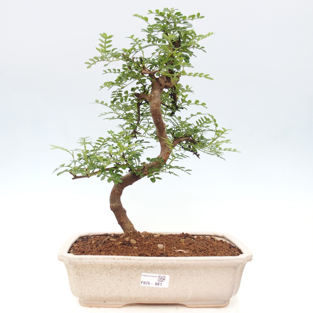 Szobai bonsai - Zantoxylum piperitum - borsfa