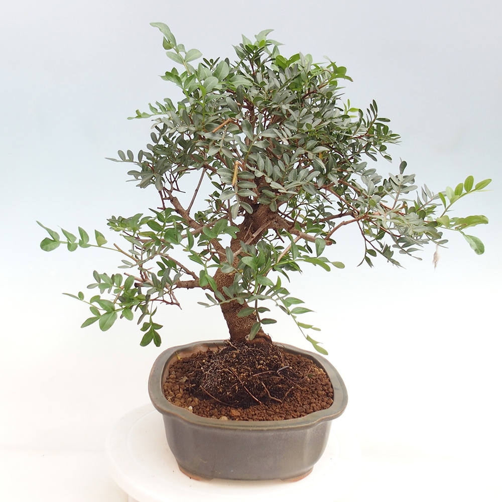 Szoba bonsai - Pisztácia