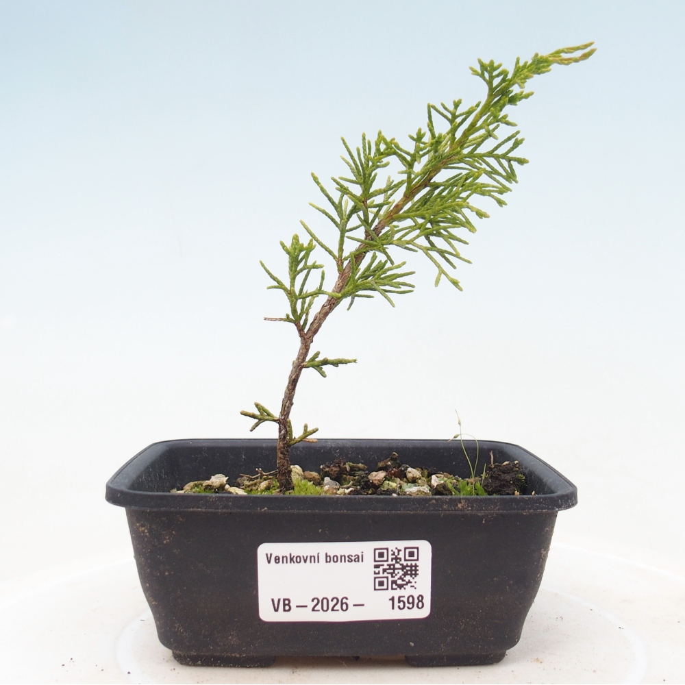 Kültéri bonsai - Juniperus chinensis Itoigawa