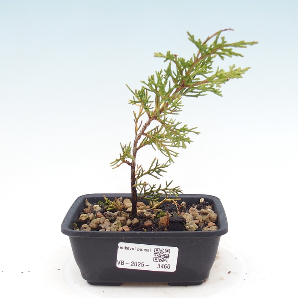 Kültéri bonsai - Juniperus chinensis Itoigawa
