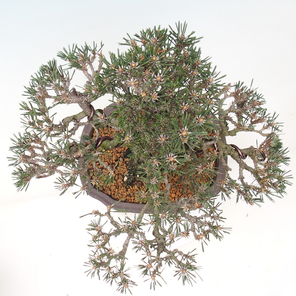 Kültéri bonsai - Pinus thunbergii Kotobuki - Thunberg fenyő