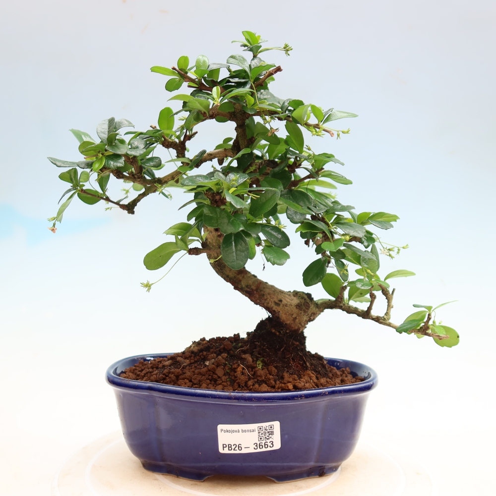 Szobai bonsai - Carmona macrophylla - Tea fuki