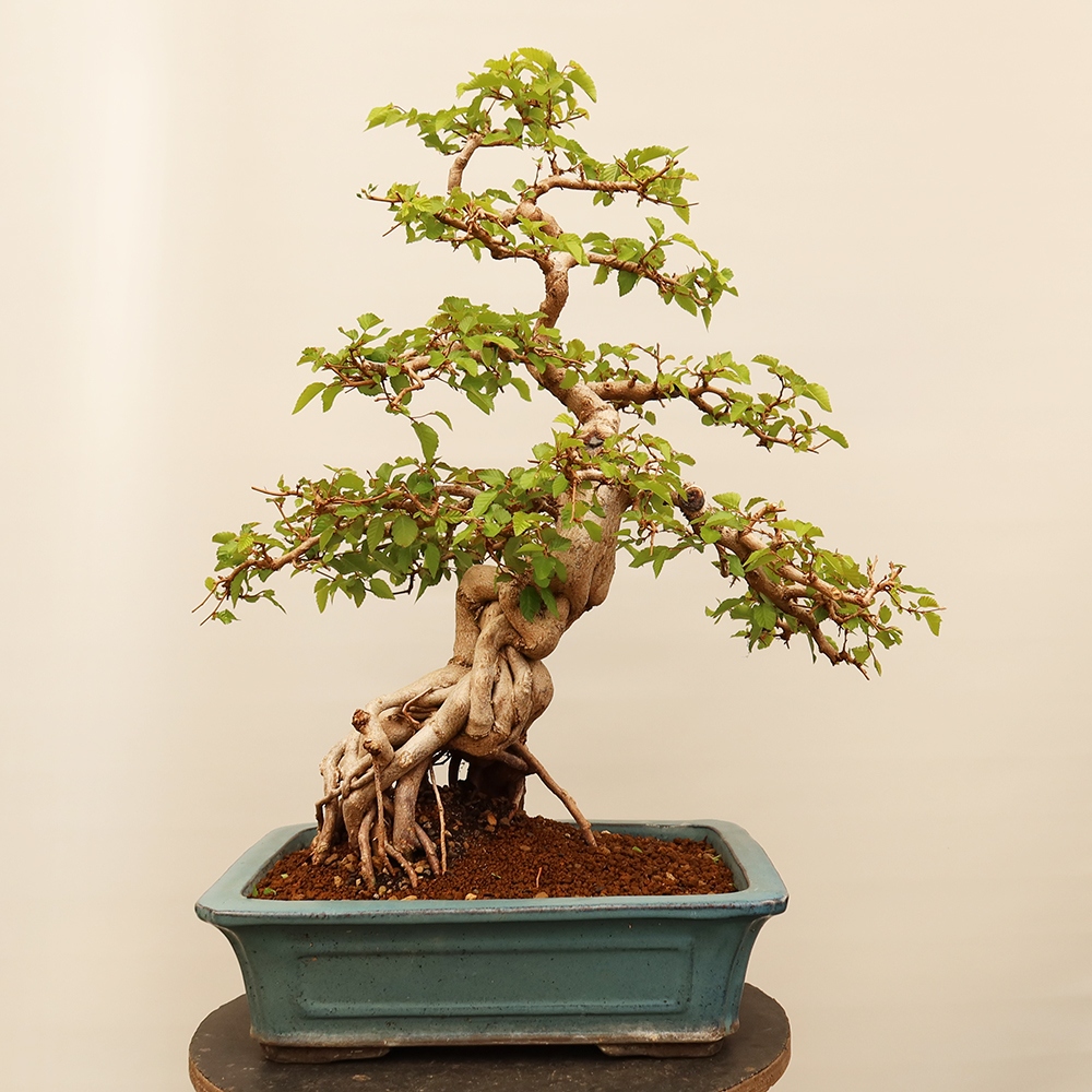 Kültéri bonsai -Carpinus Coreana - Koreai gyertyánfa