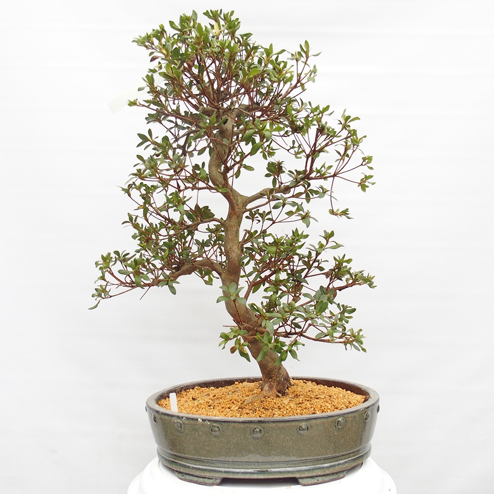 Kültéri bonsai - Japán azálea - Azálea kéz