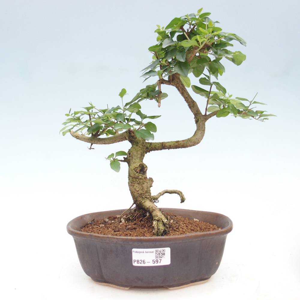 Szobai bonsai -Ligustrum chinensis - Madárcsőr
