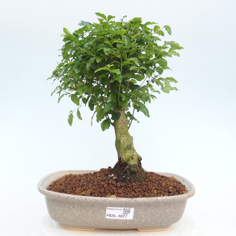 Szobai bonsai -Ligustrum chinensis - Madárcsőr