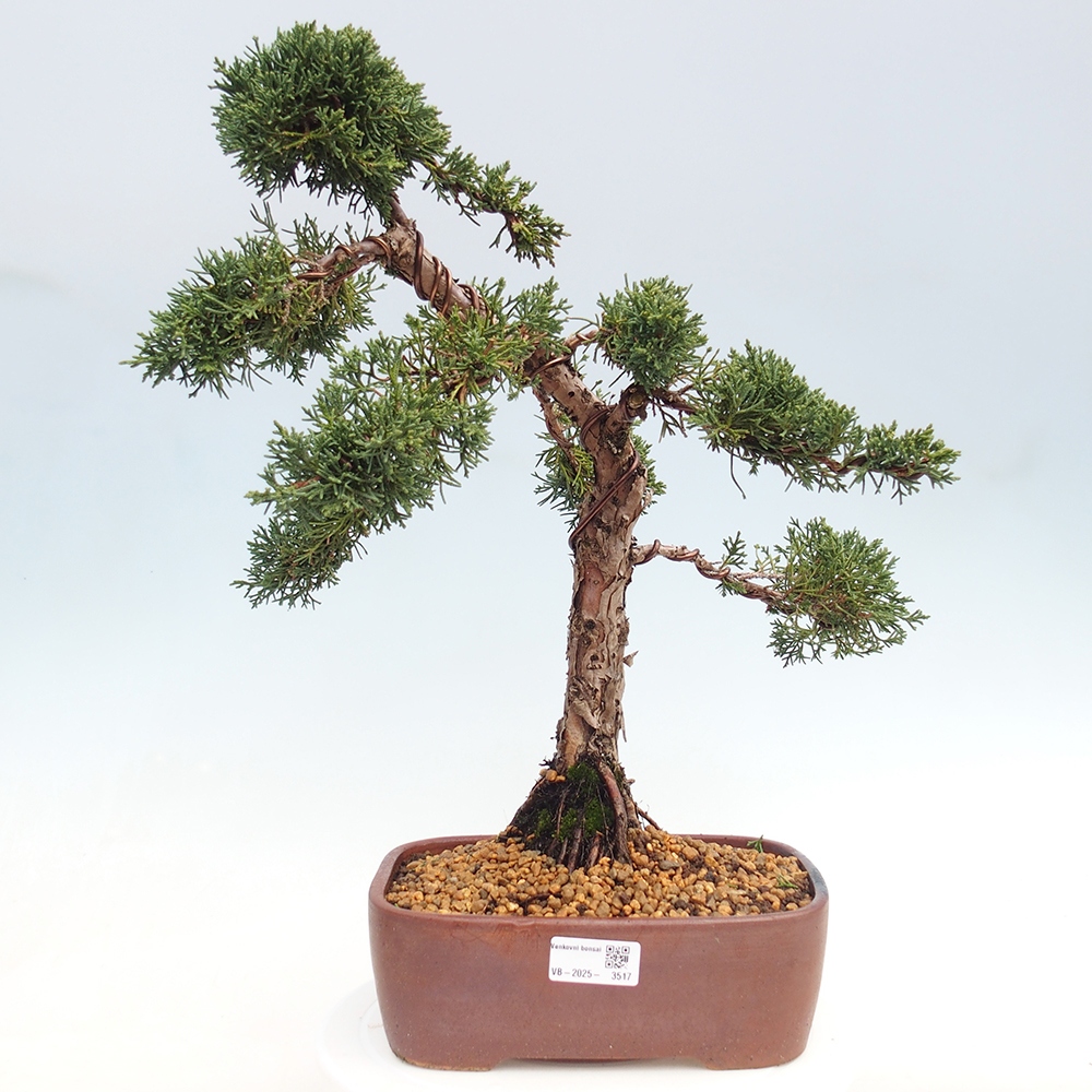 Kültéri bonsai - Juniperus chinensis Kishu