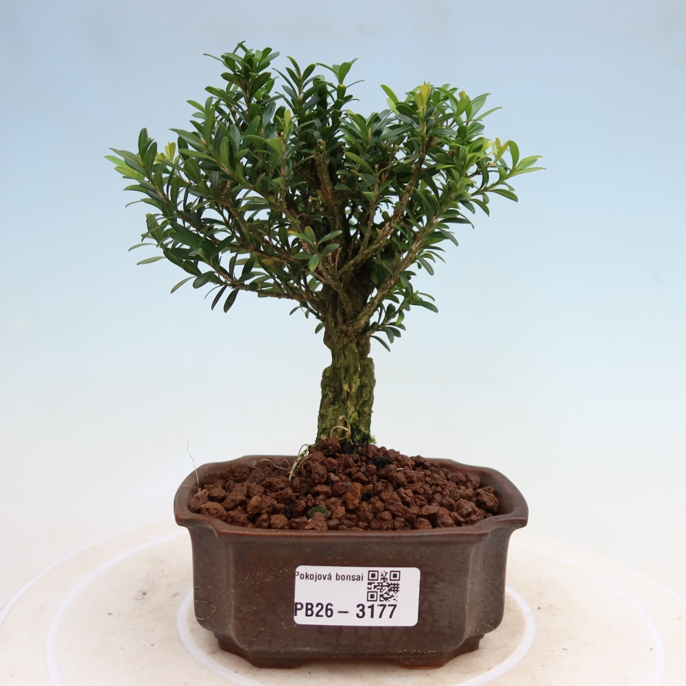 Szobai bonsai - Buxus harlandii - parafa buxus
