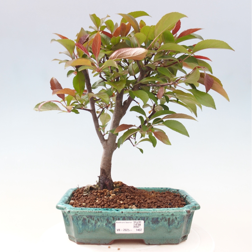 Kültéri bonsai -Malus domestica - Kis gyümölcsű piros levelű almafa