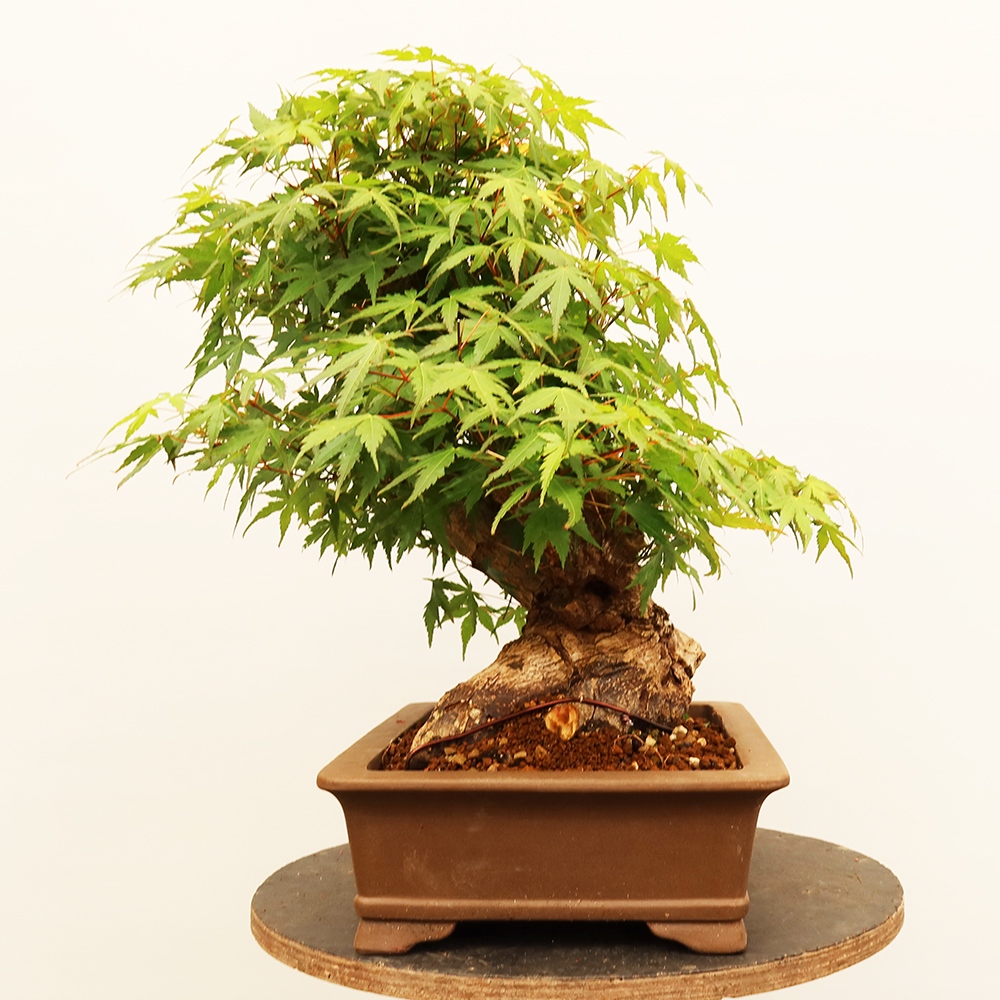 Kültéri bonsai - Maple palmatum - Pálmák
