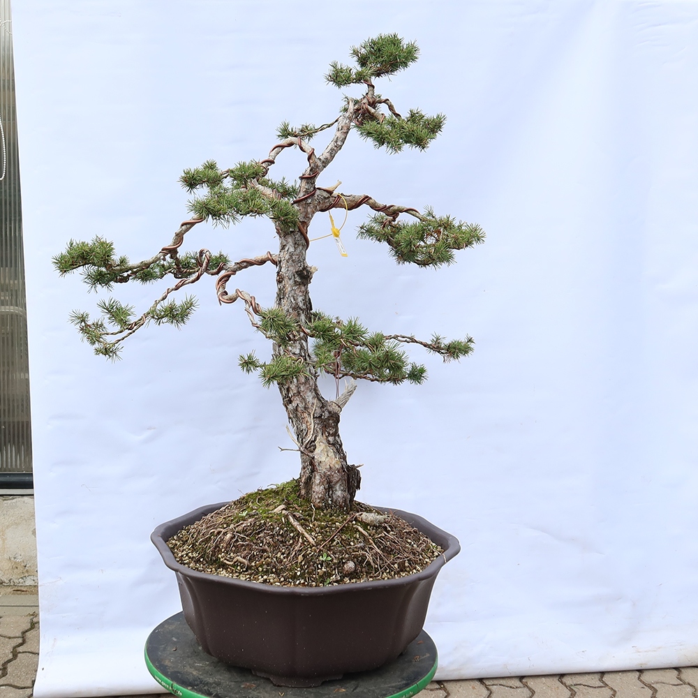 Pinus sylvestris Spanyolország – erdei fenyő
