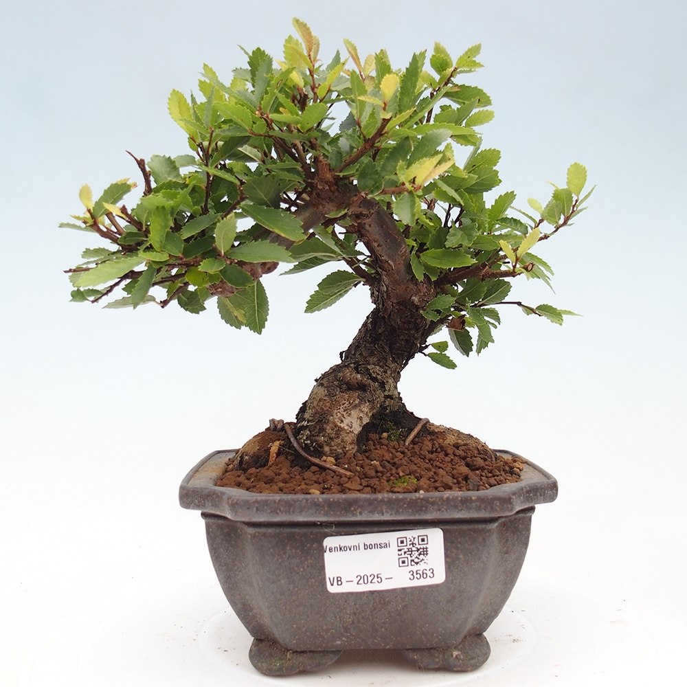 Kültéri bonsai - Zelkova - Zelkova NIRE
