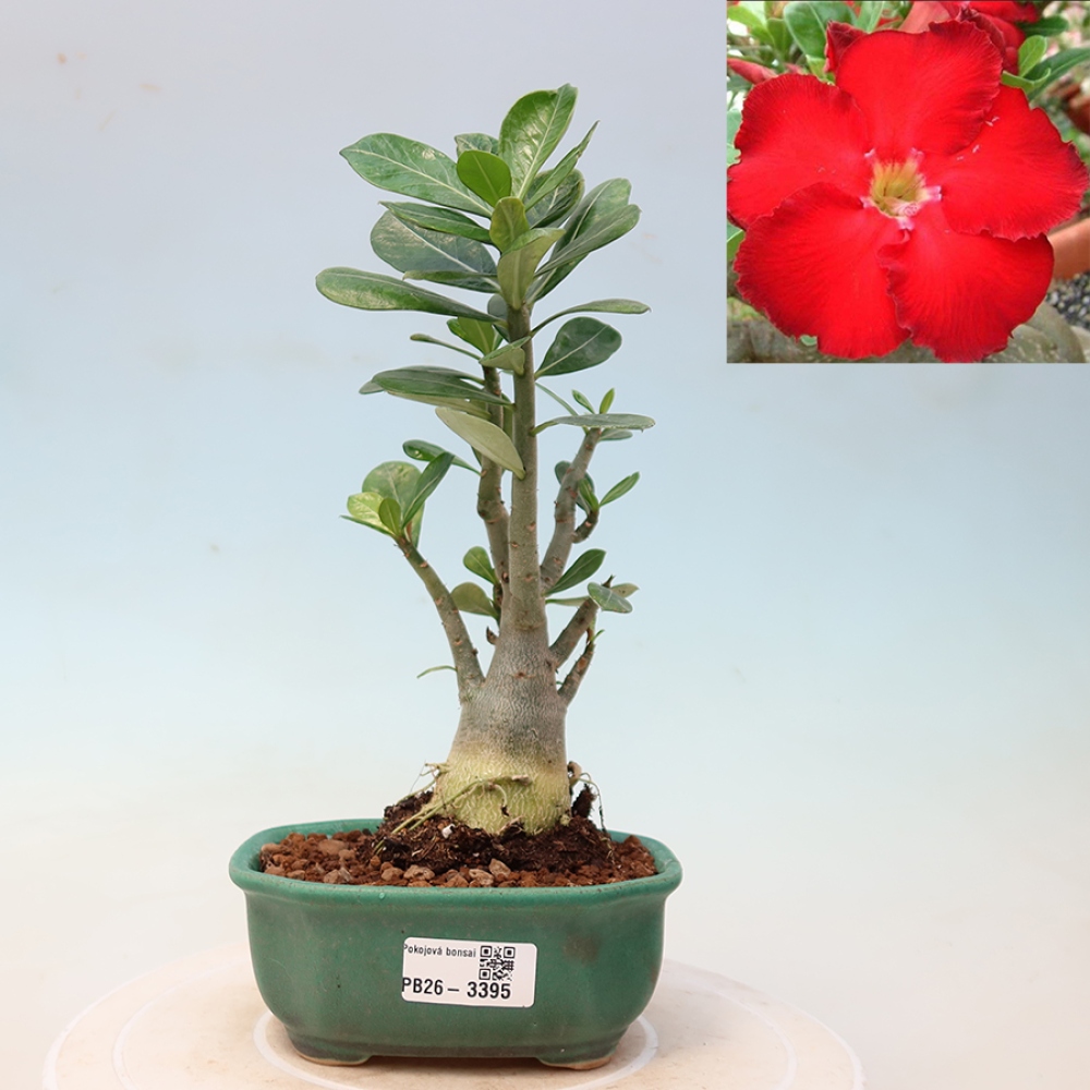 Szobabonsai – Adenium obesum Red Star – Sivatagi rózsa