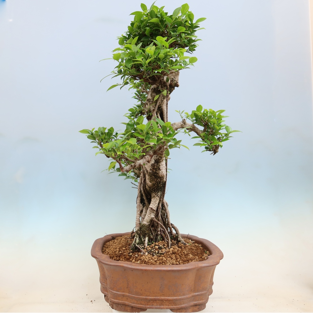 Szobai bonsai - Ficus kimmen - kislevelű fikusz