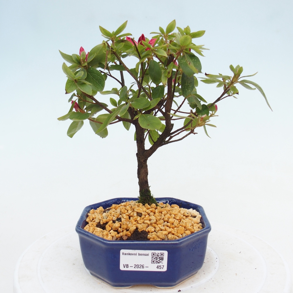 Kültéri bonsai - japán azálea - Azalea sp.