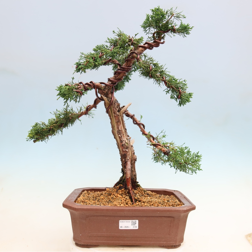Kültéri bonsai - Juniperus chinensis Kishu