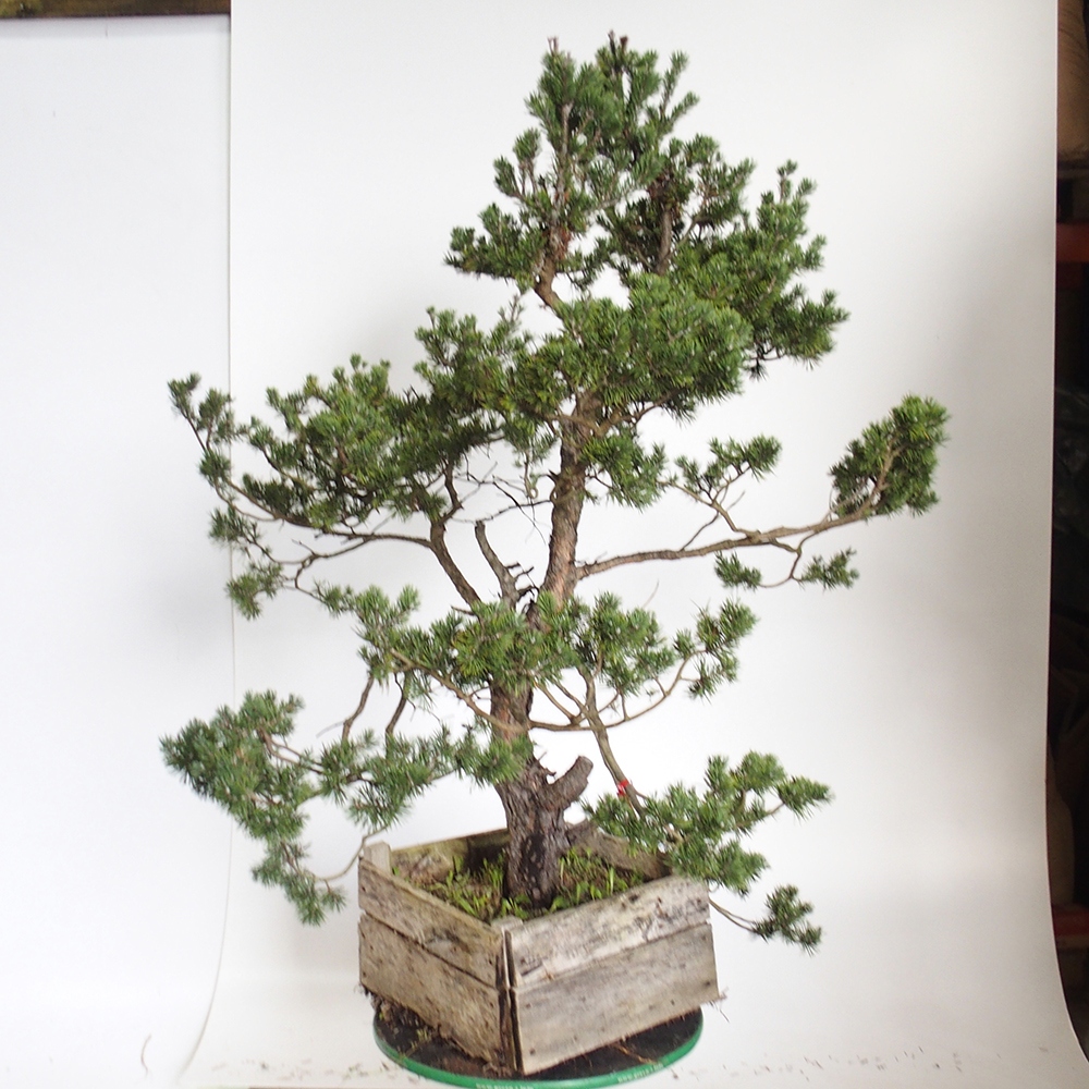 Yamadori - Pinus sylvestris Spanyolország