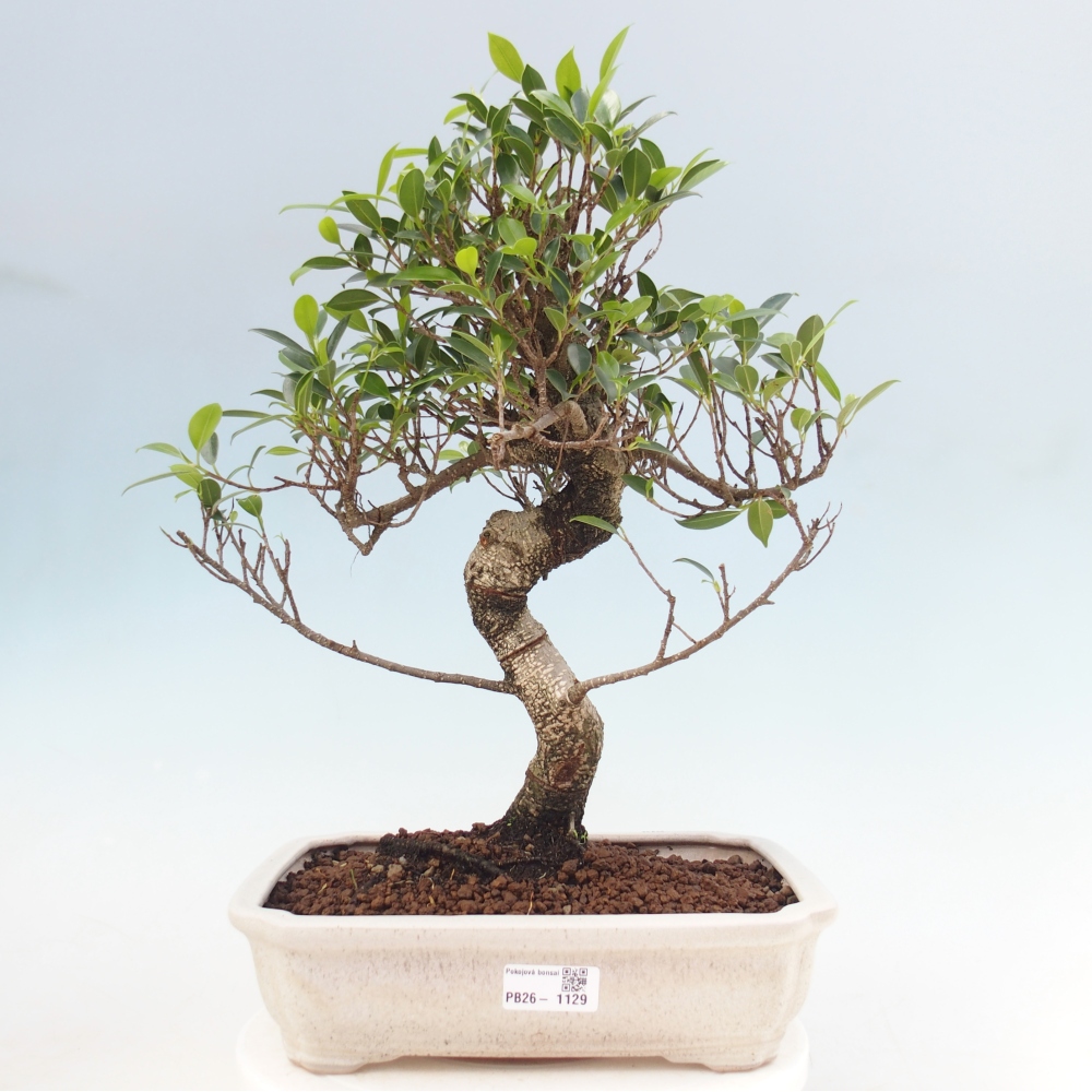 Szobai bonsai - Ficus kimmen - kislevelű fikusz