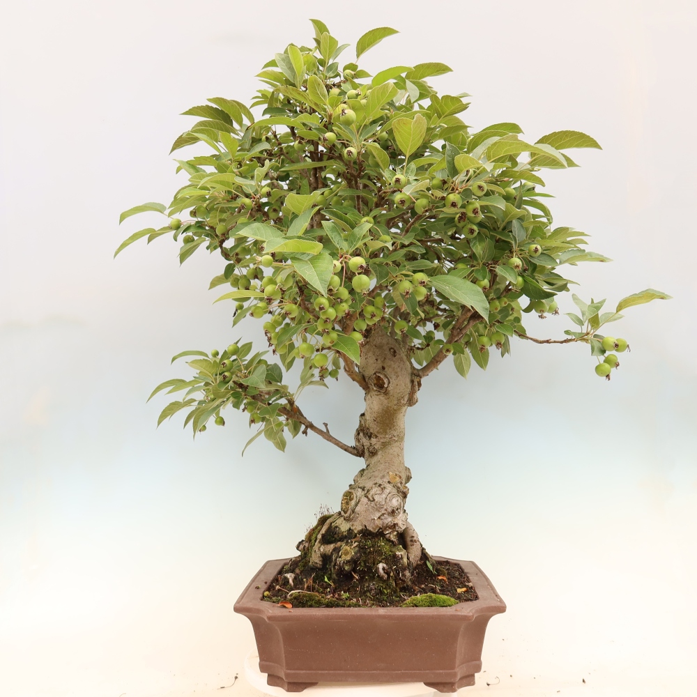 Kültéri bonsai -Malus halliana - Kis gyümölcsű almafa