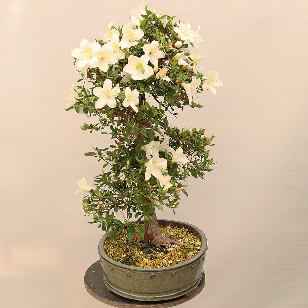 Kültéri bonsai - Japán azálea - Azálea kéz