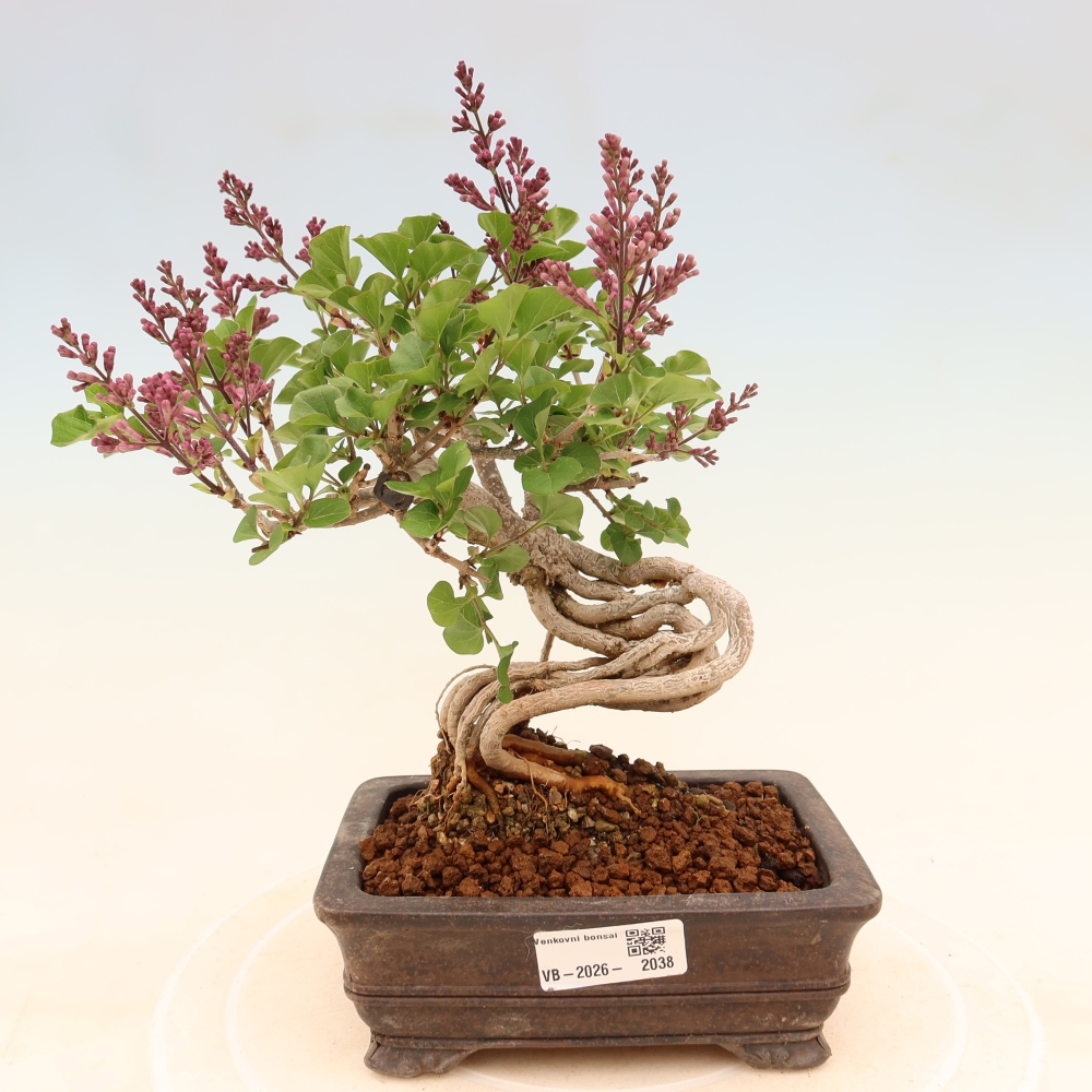 Kültéri bonsai - Syringa microphylla - kisvirágú lila