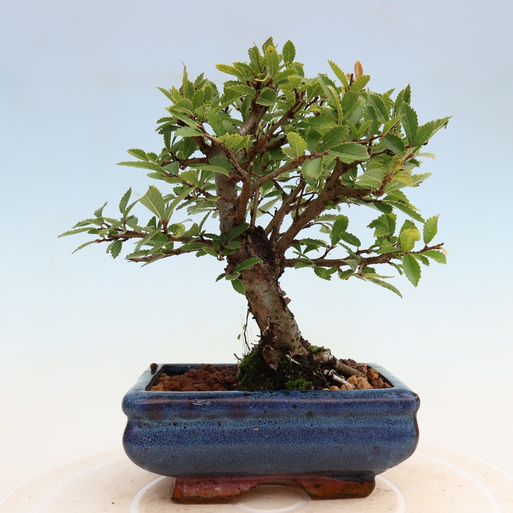 Kültéri bonsai - Zelkova - Zelkova NIRE
