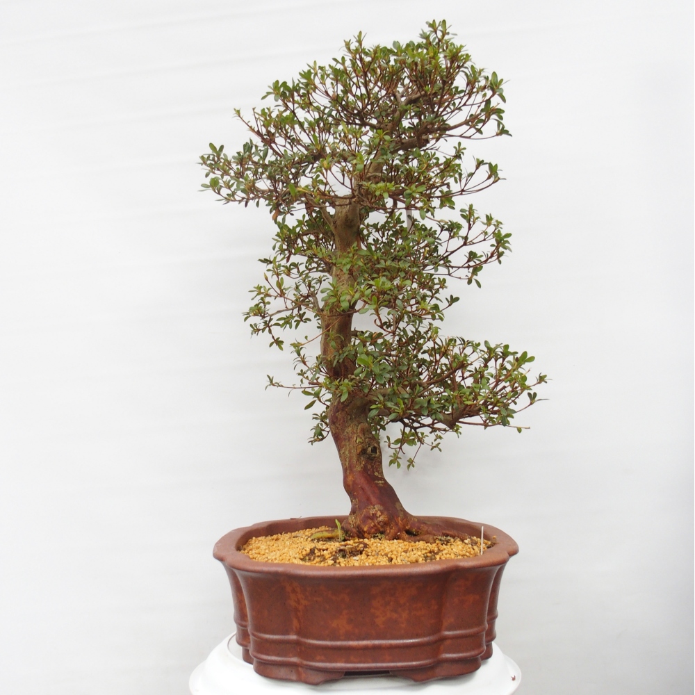 Kültéri bonsai - Japán azálea - Azalea Shunen