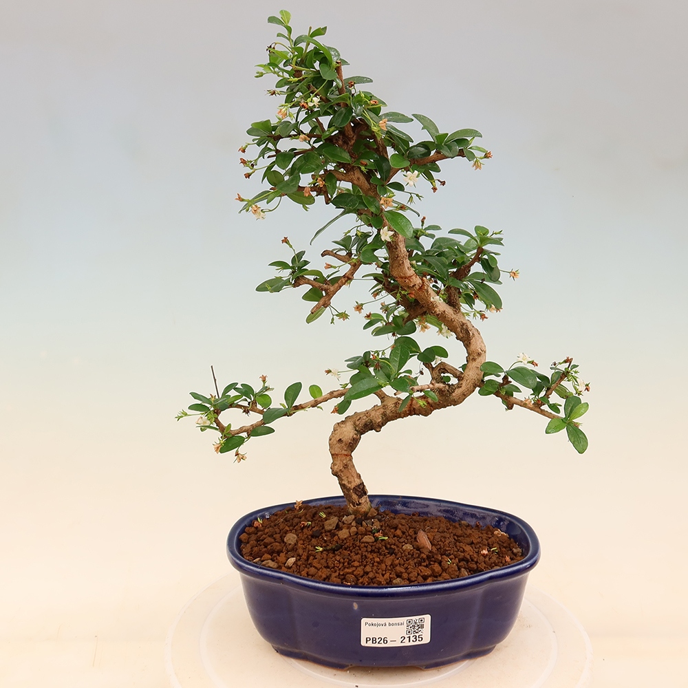 Szobai bonsai - Carmona macrophylla - Tea fuki