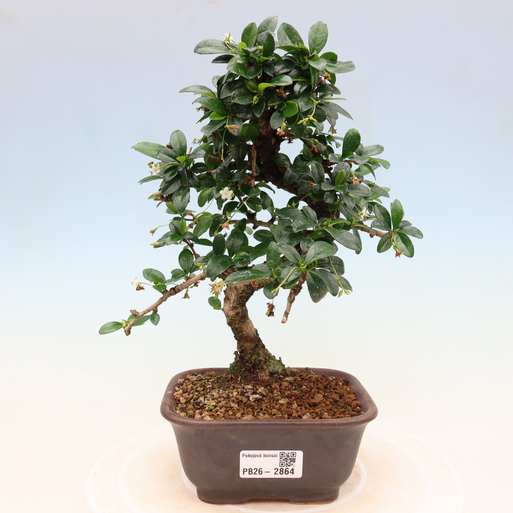 Szobai bonsai - Carmona macrophylla - Tea fuki