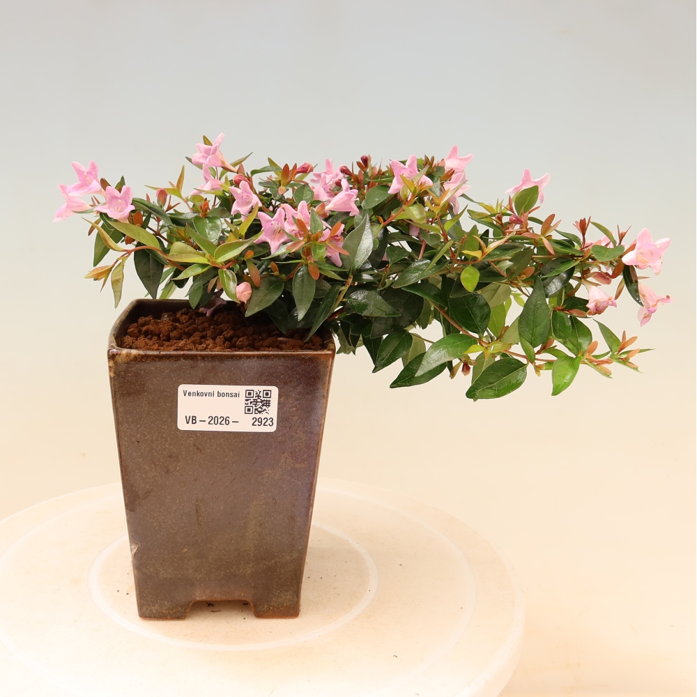 Kültéri bonsai – Abelia Edward Goucher – Nagyvirágú abélia