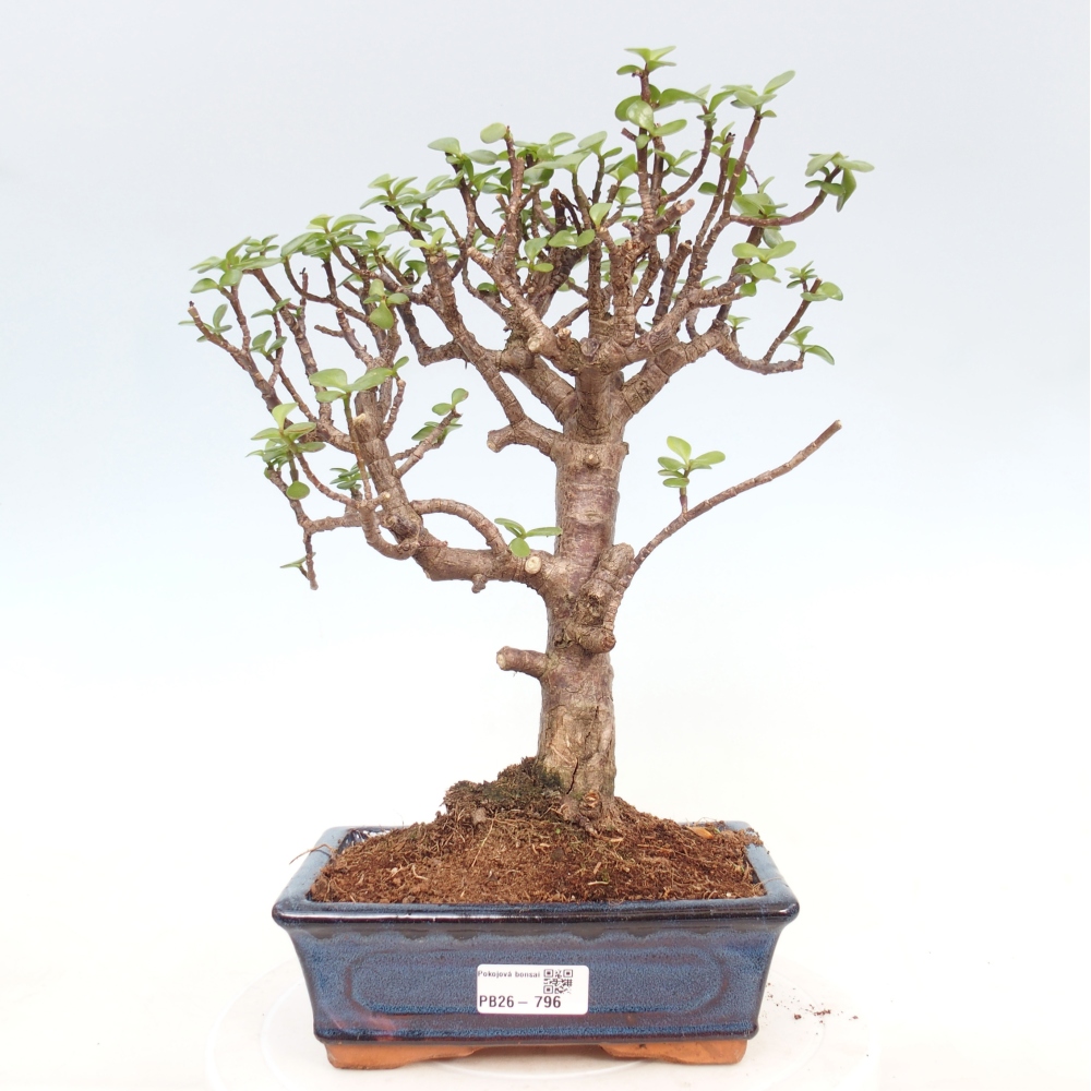 Szoba bonsai - Portulakaria Afra - Tlustice