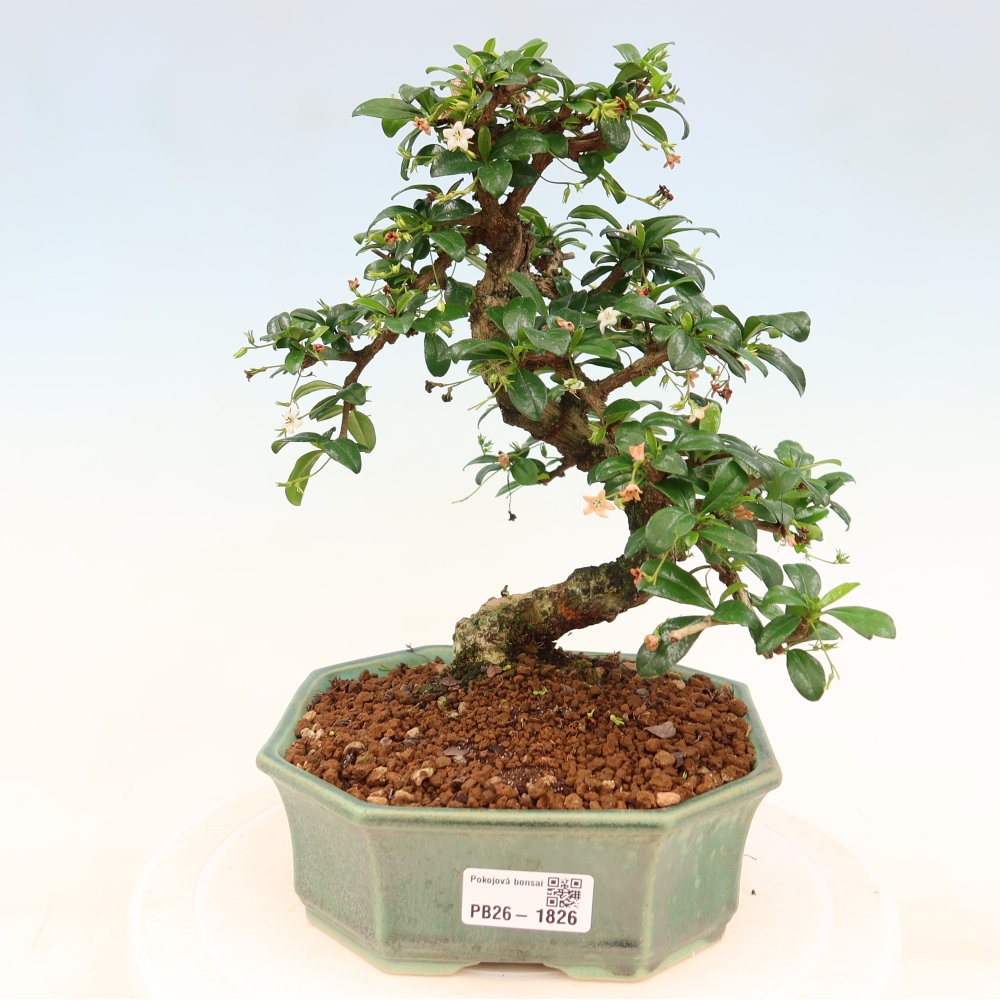 Szobai bonsai - Carmona macrophylla - Tea fuki