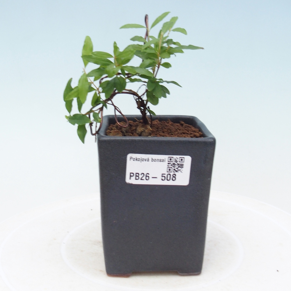 Szobai bonsai-PUNICA granatum nana-gránátalma