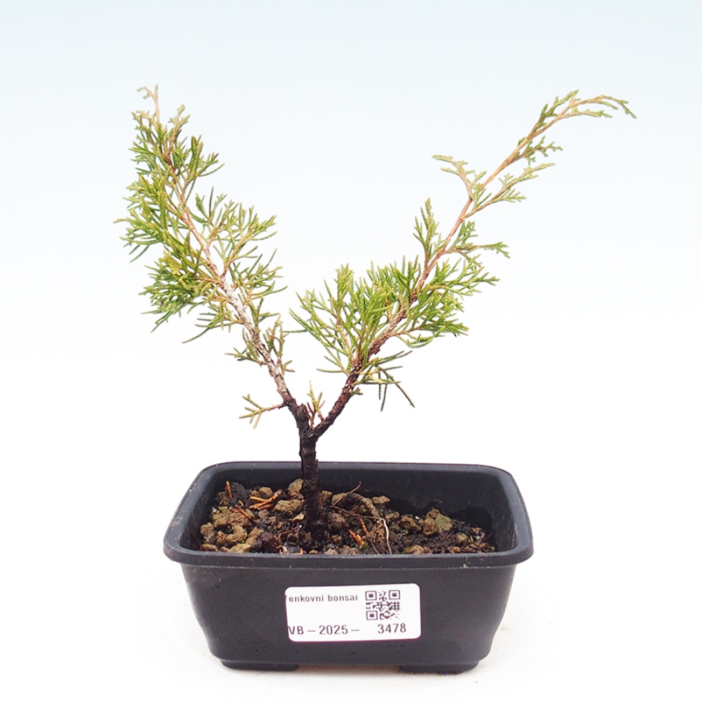 Kültéri bonsai - Juniperus chinensis Itoigawa