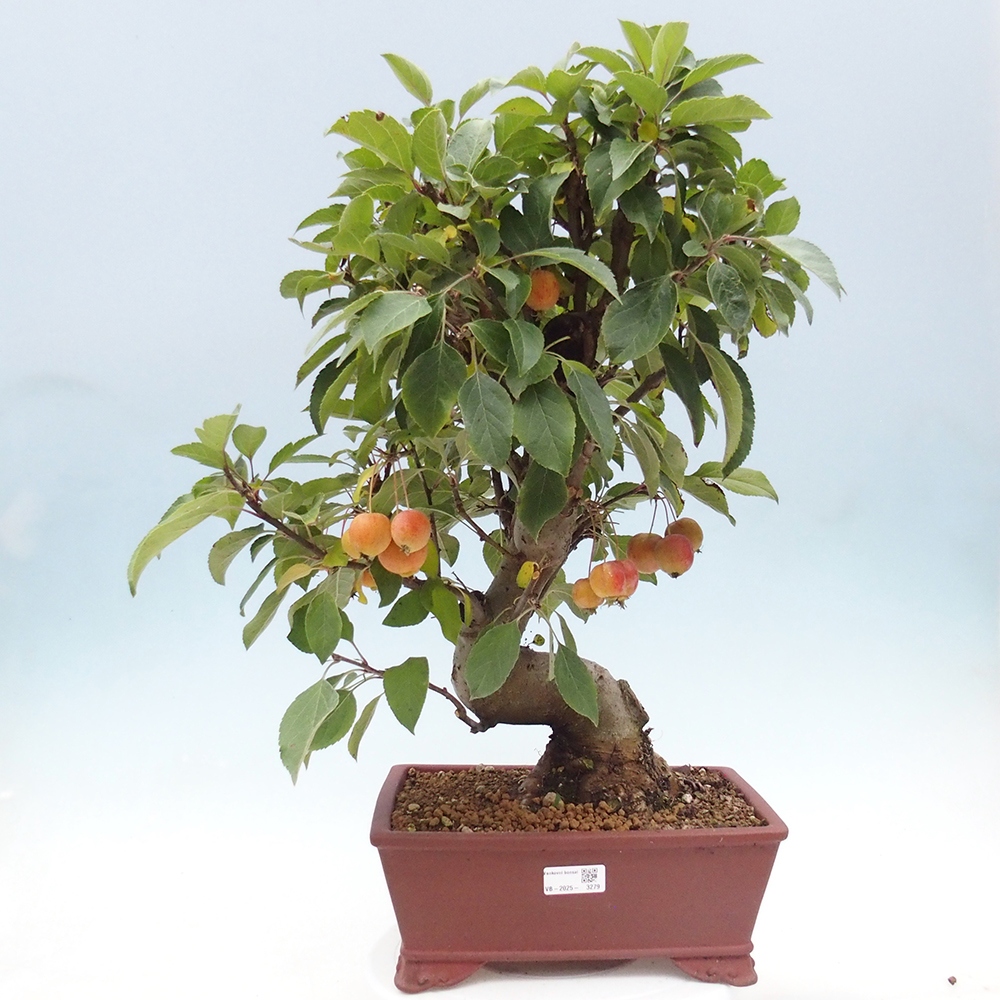 Kültéri bonsai -Malus halliana - Kis gyümölcsű almafa