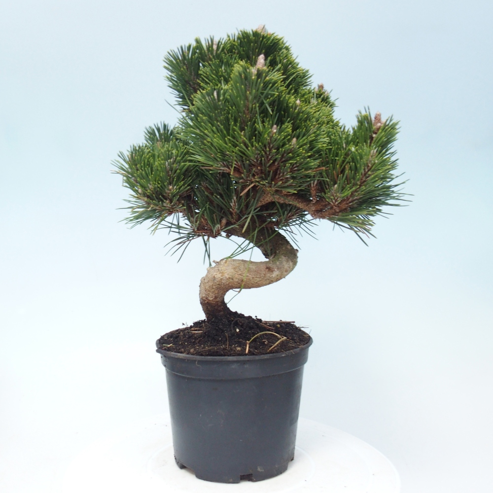 Kültéri bonsai - Pinus thunbergii senjyumaru - Thunberg fenyő