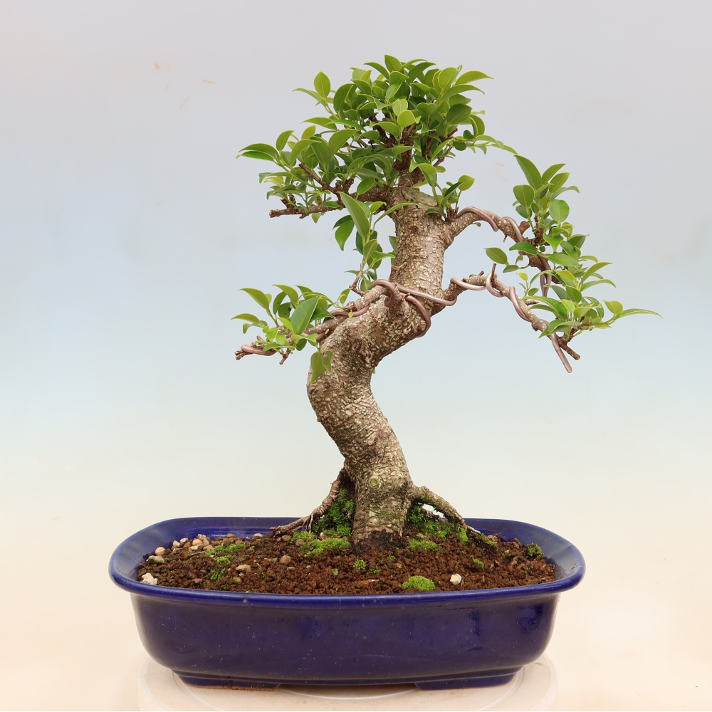 Szobai bonsai - Ficus kimmen - kislevelű fikusz