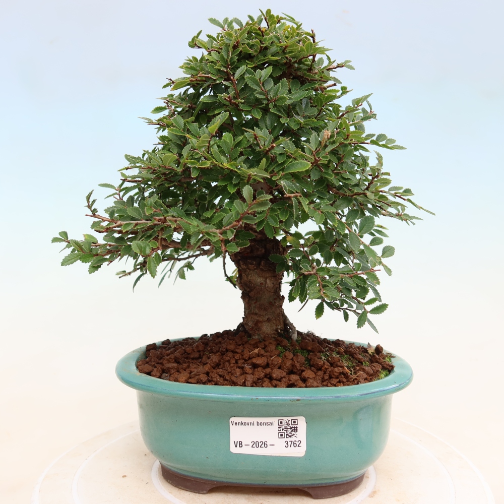 Kültéri bonsai - Zelkova - Zelkova NIRE