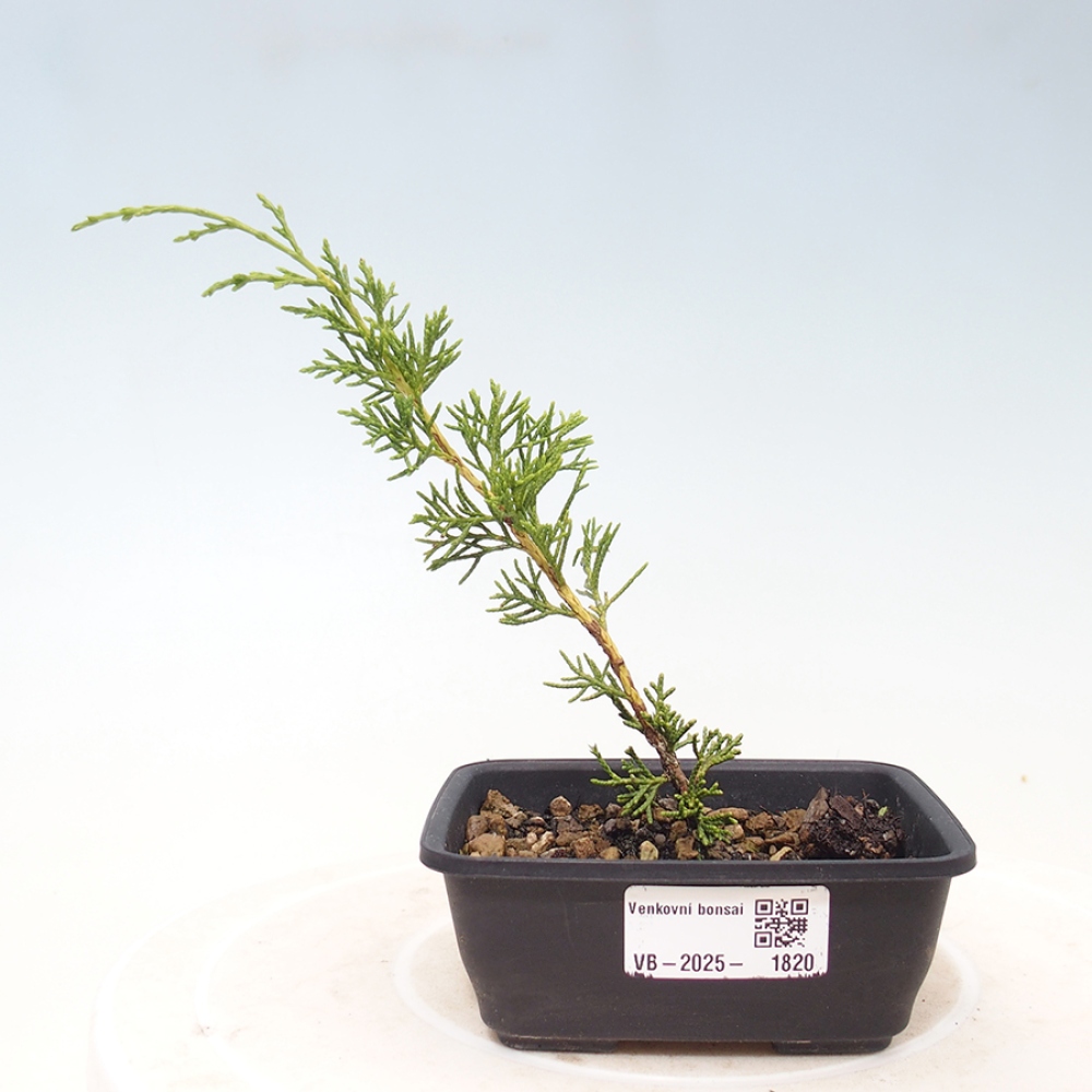 Kültéri bonsai - Juniperus chinensis Itoigawa
