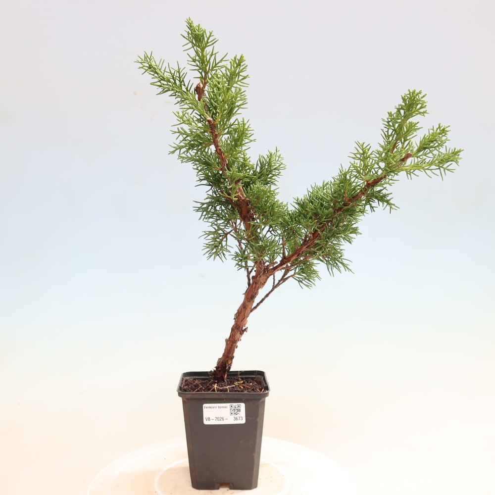 Kültéri bonsai - Juniperus chinensis Kishu