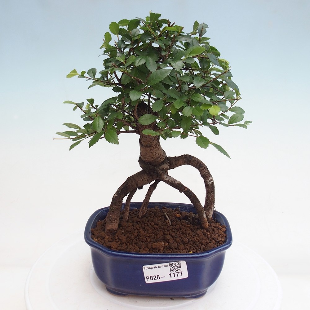 Szobai bonsai - Ulmus parvifolia - Kislevelű szilfa