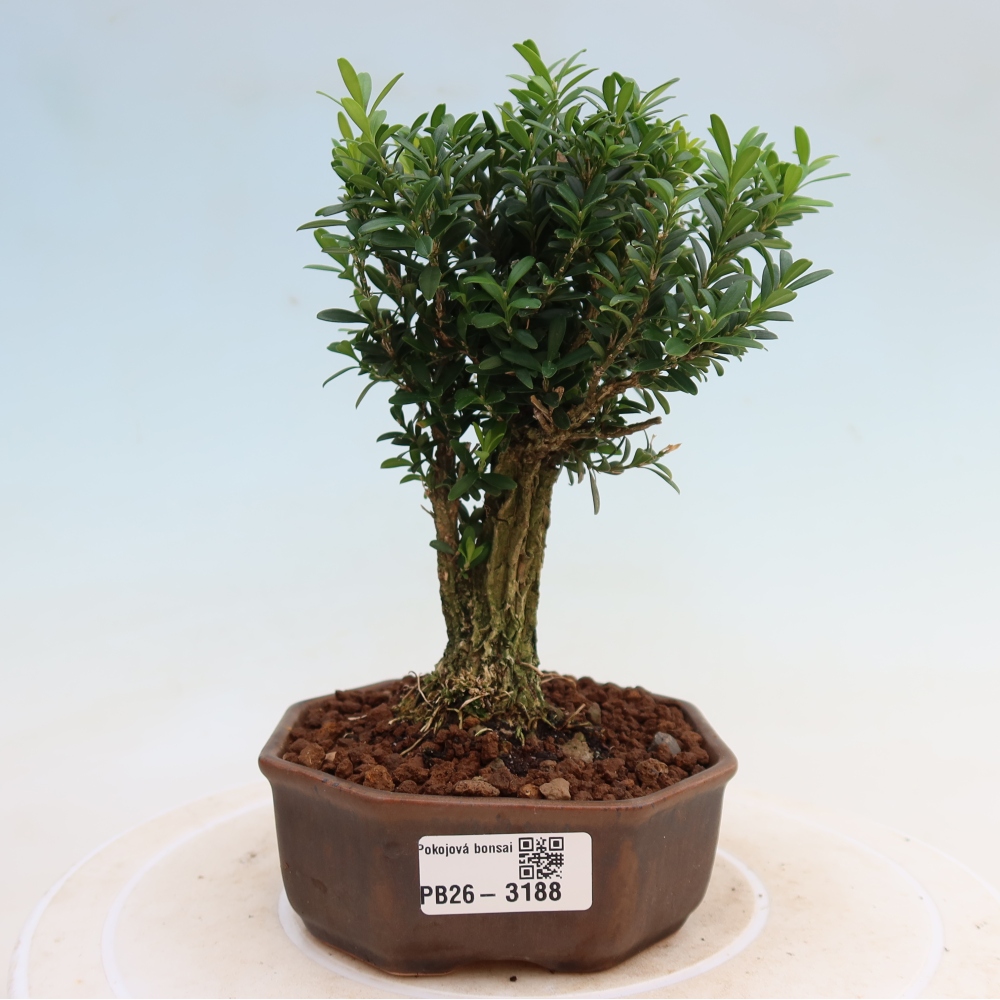 Szobai bonsai - Buxus harlandii - parafa buxus
