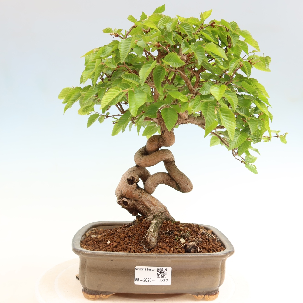 Kültéri bonsai -Carpinus Coreana - Koreai gyertyánfa