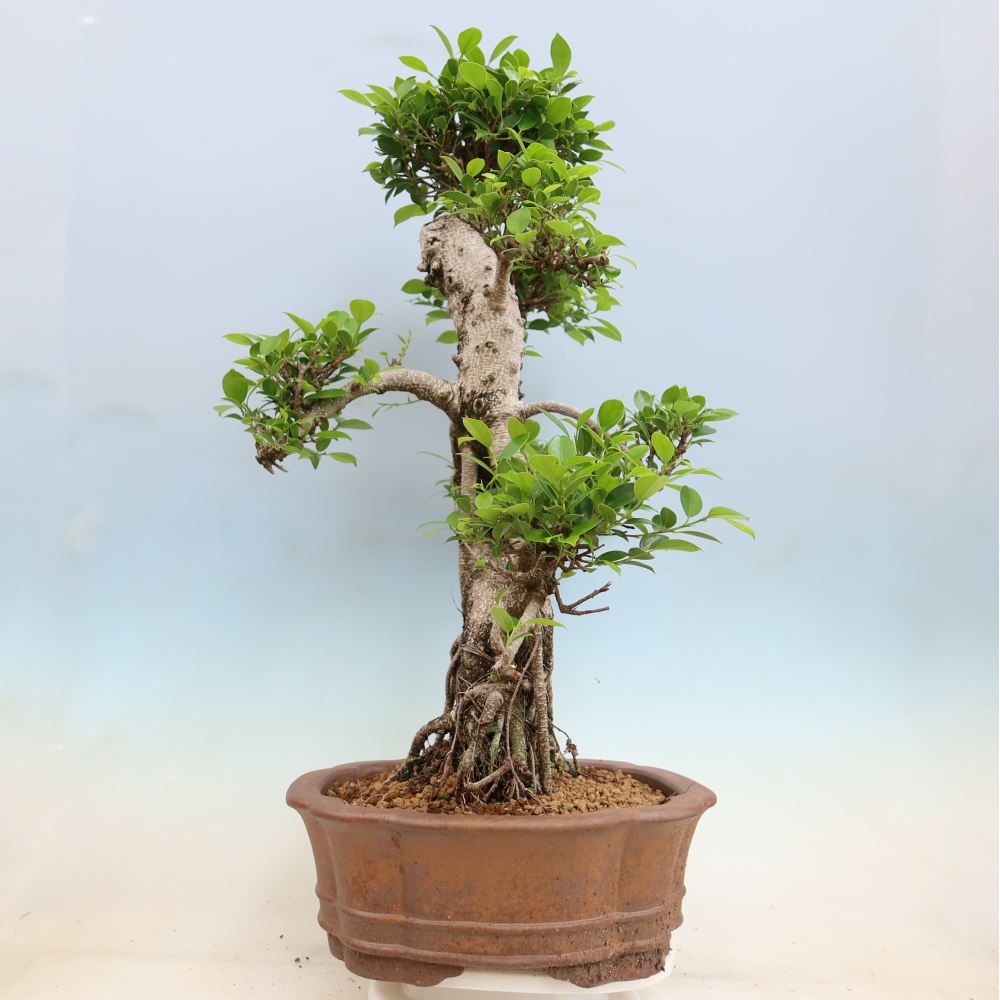Szobai bonsai - Ficus kimmen - kislevelű fikusz