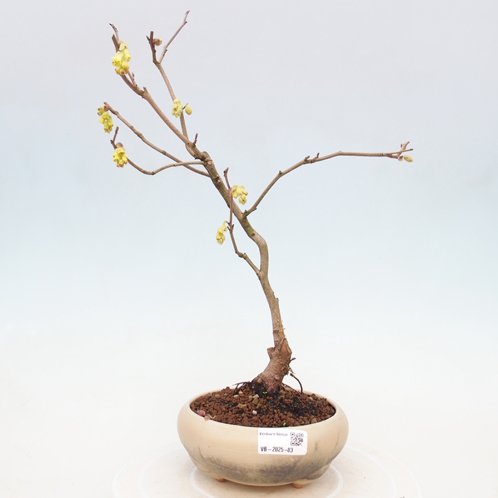 Kültéri bonsai - Mogyoró - Corylopsis Spicata